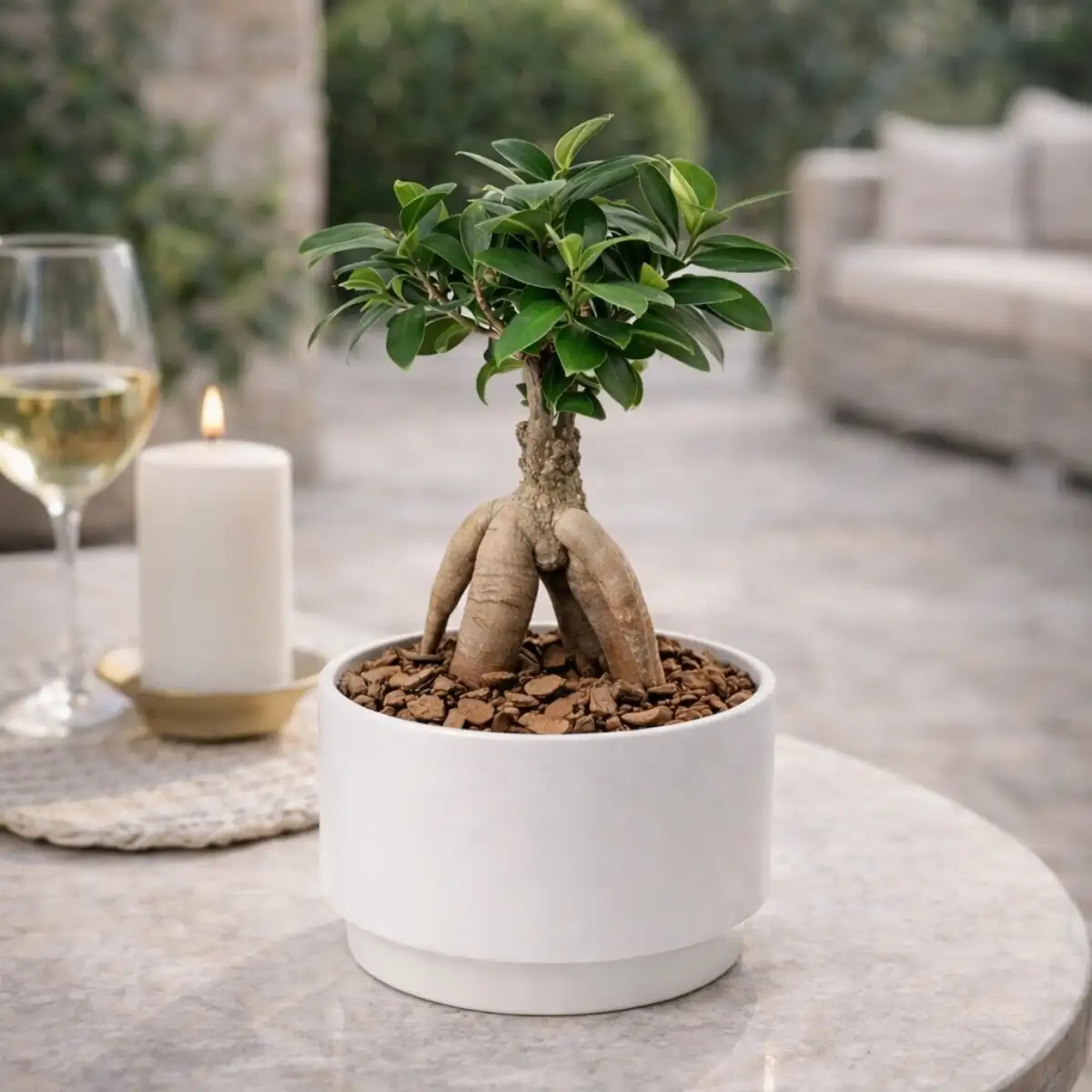 Ficus Ginseng