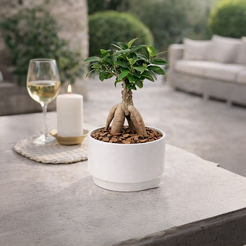 Ficus Ginseng