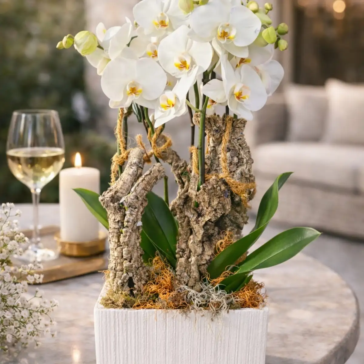 Orchidée Élégance Nature