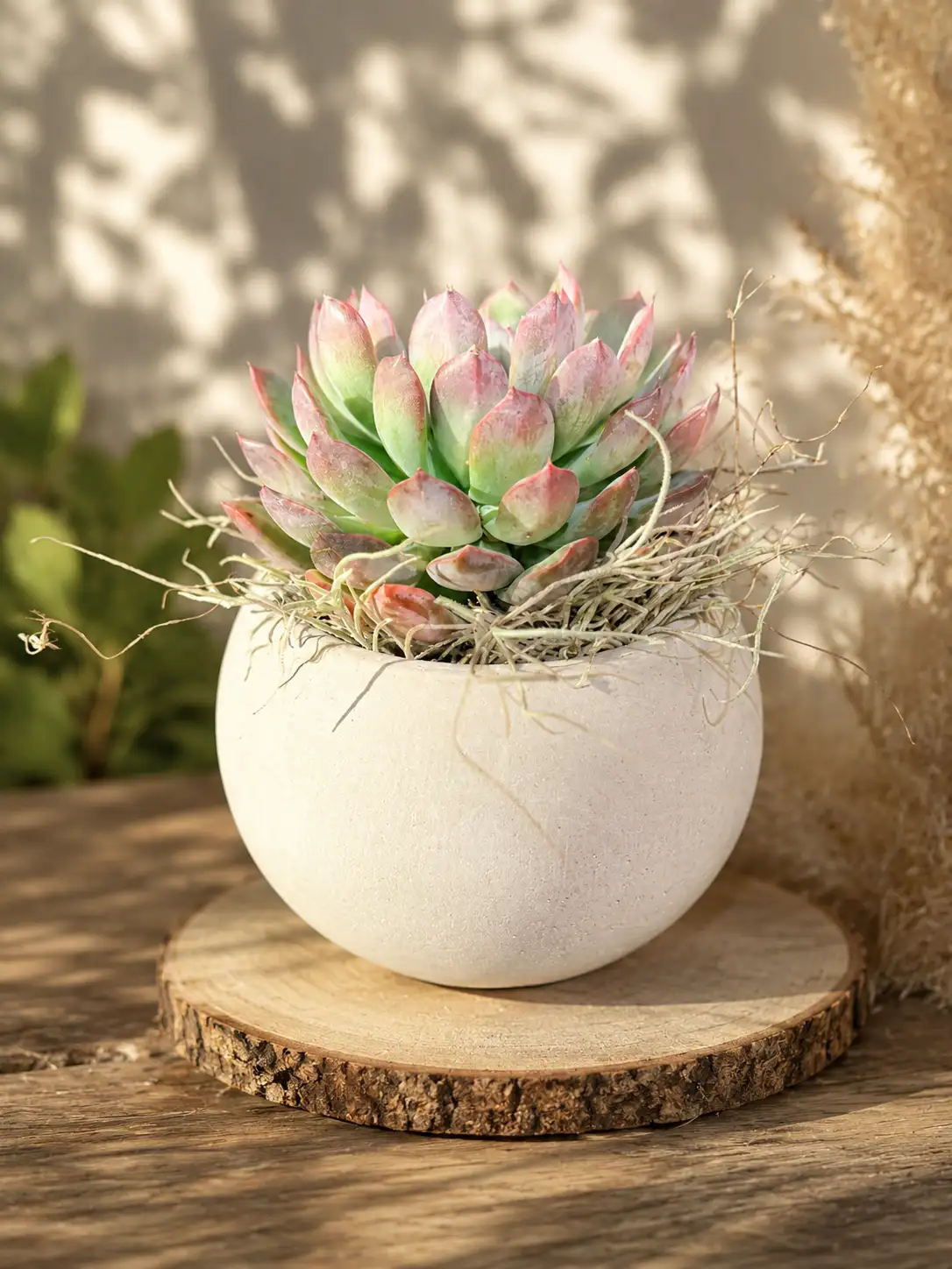 Succulent désert