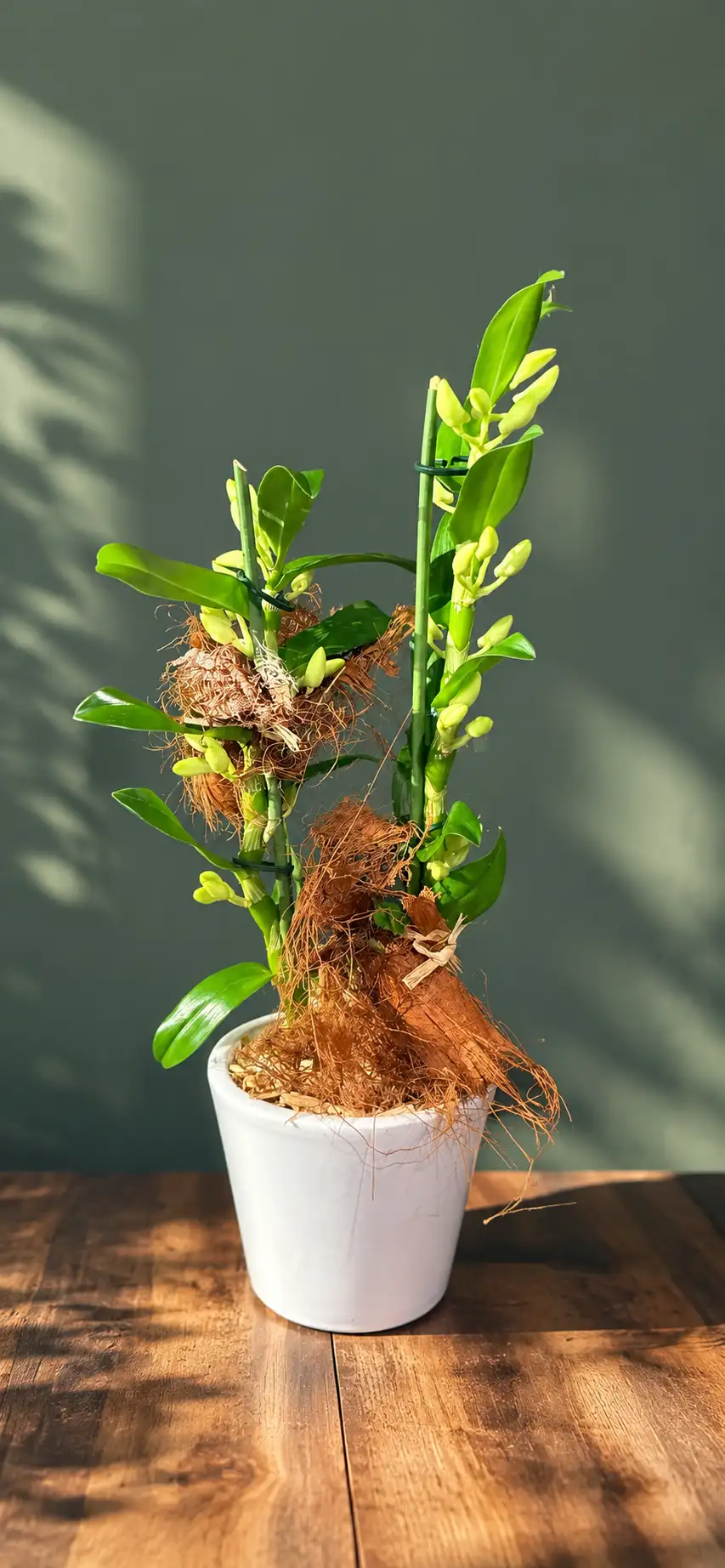 Dendrobium