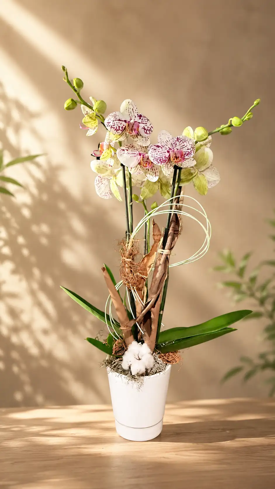 Perle d’Orchidée