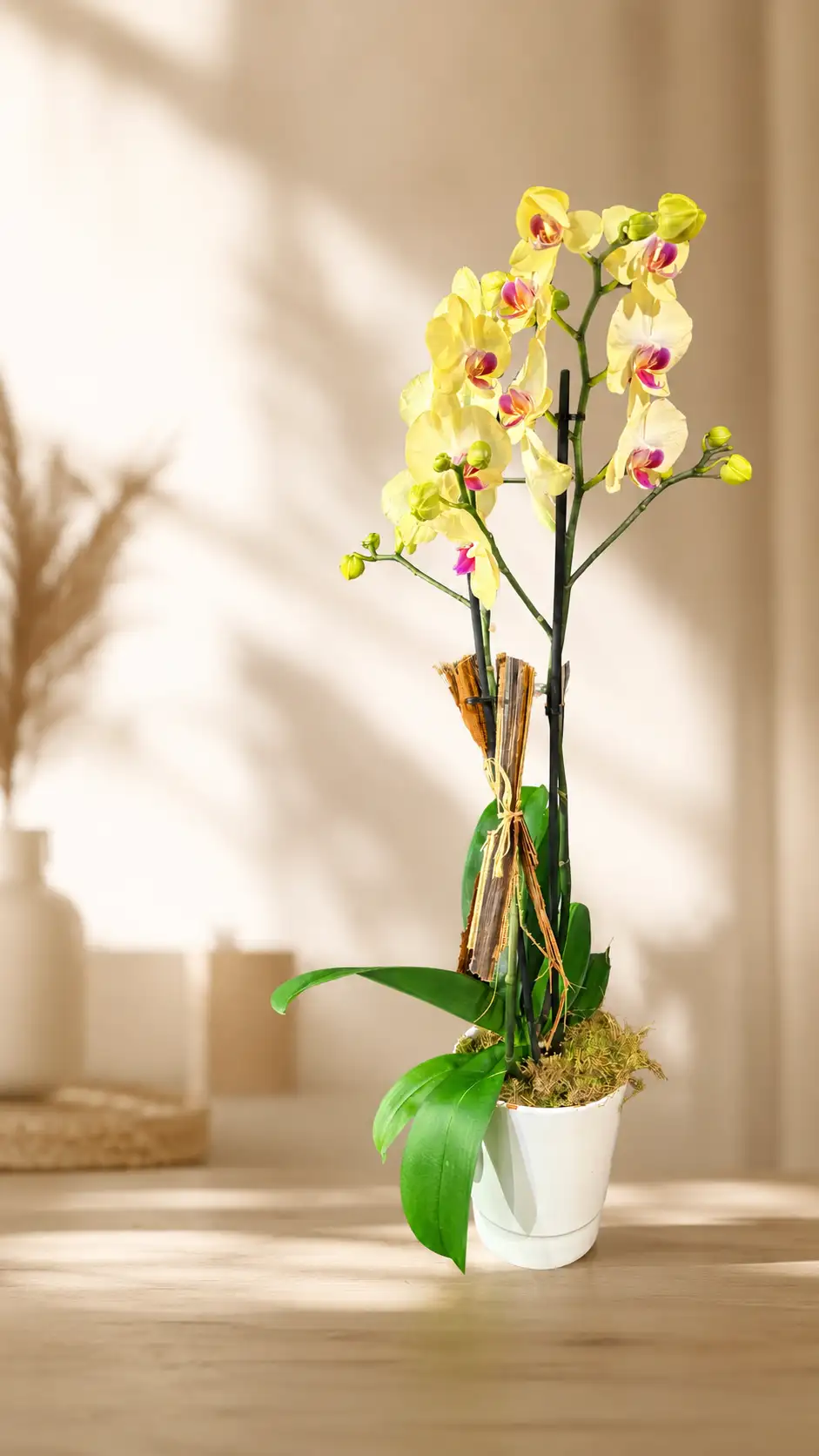 Orchidée Soleil d’Or
